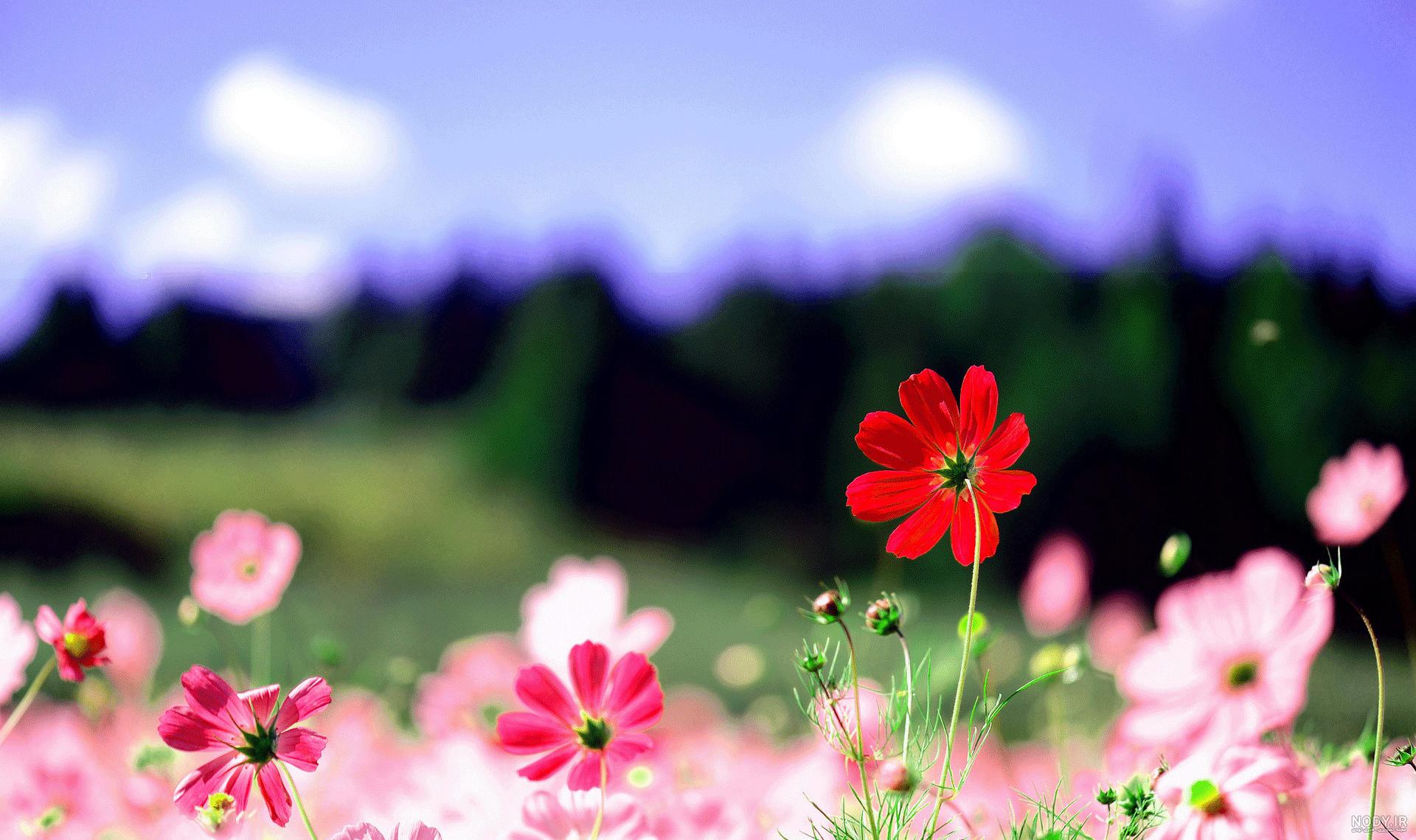 ژینا نصیری بی وفا